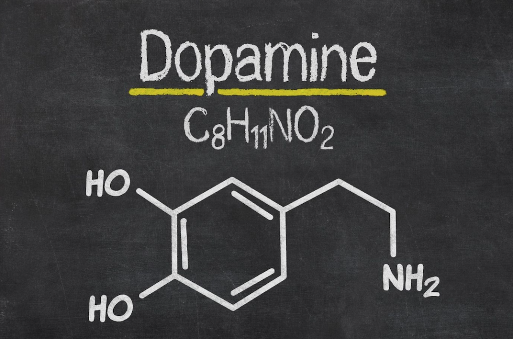 the dopamine diet - structure and function