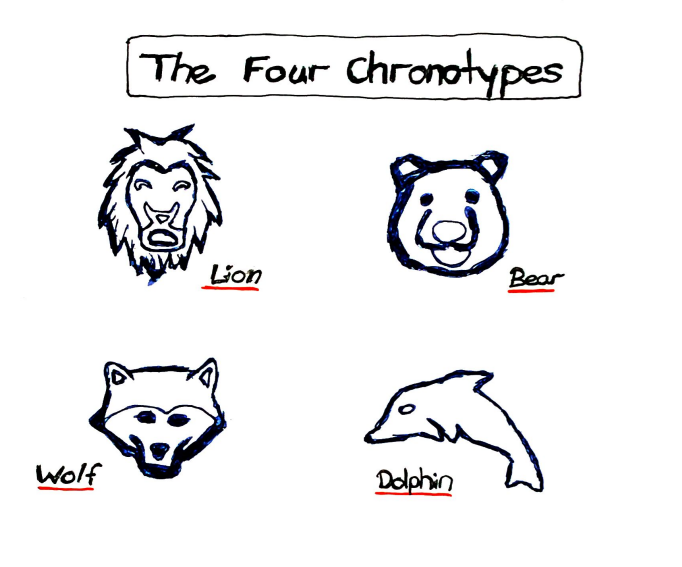 runner's high timing - my drawing of the different chronotypes